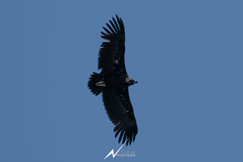 DSC_9445.thumb.jpg.8c4276505ea5569047f768d50aa64e72.jpg